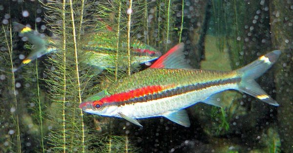 Brzanka Denisona - Puntius Denisonii